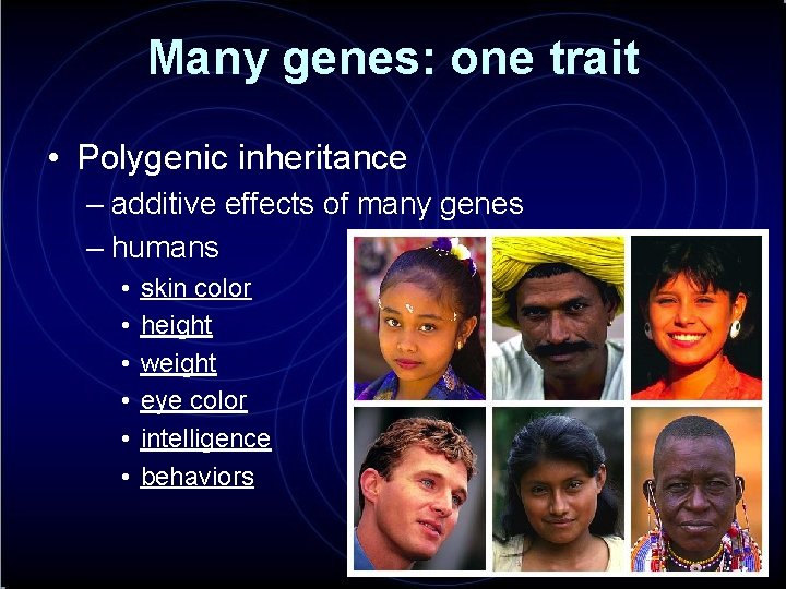 Many genes: one trait • Polygenic inheritance – additive effects of many genes –