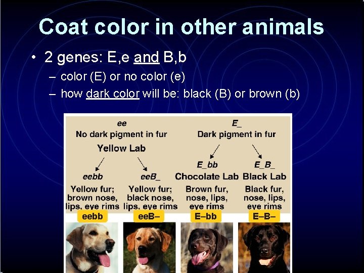 Coat color in other animals • 2 genes: E, e and B, b –