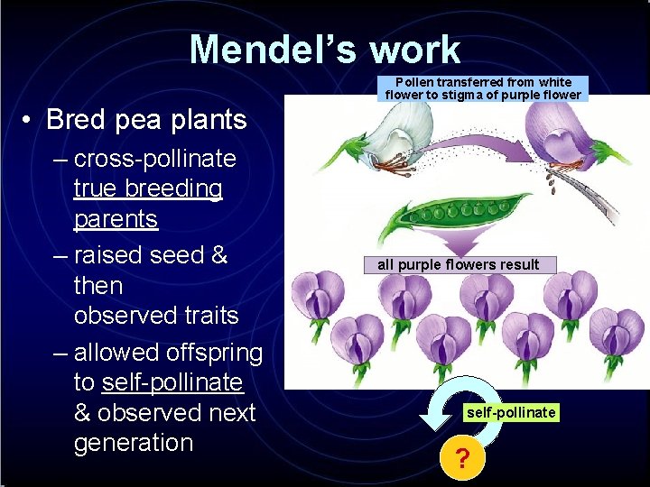 Mendel’s work Pollen transferred from white flower to stigma of purple flower • Bred