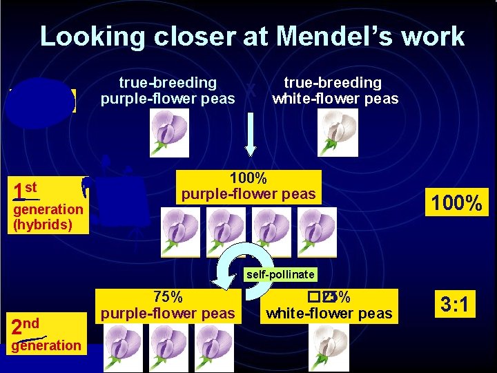 Looking closer at Mendel’s work Parents 1 st generation (hybrids) true-breeding purple-flower peas X