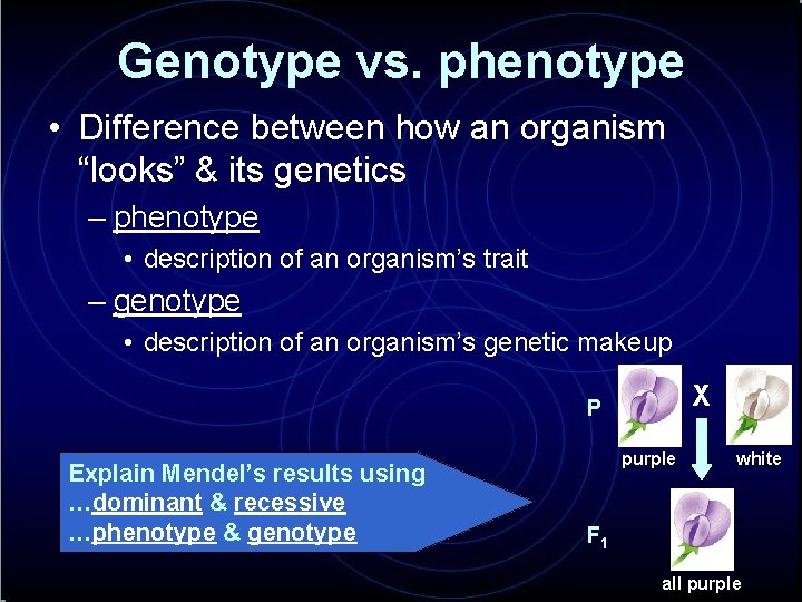 Genotype vs. phenotype • Difference between how an organism “looks” & its genetics –