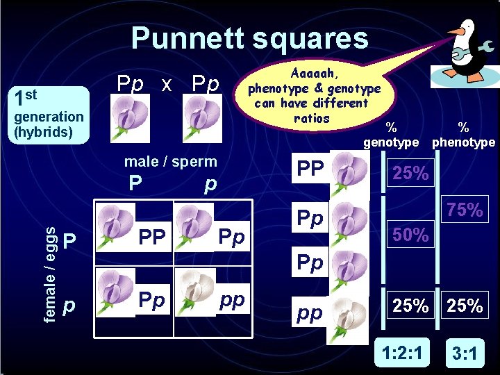 Punnett squares Aaaaah, phenotype & genotype can have different ratios Pp x Pp 1