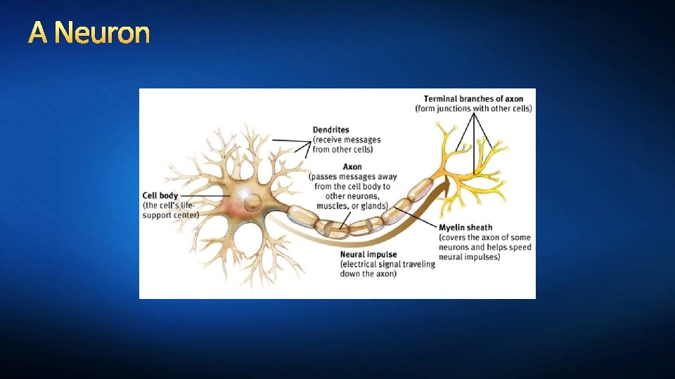 A Neuron 