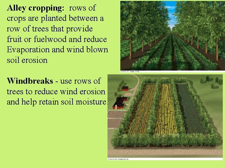Alley cropping: rows of crops are planted between a row of trees that provide