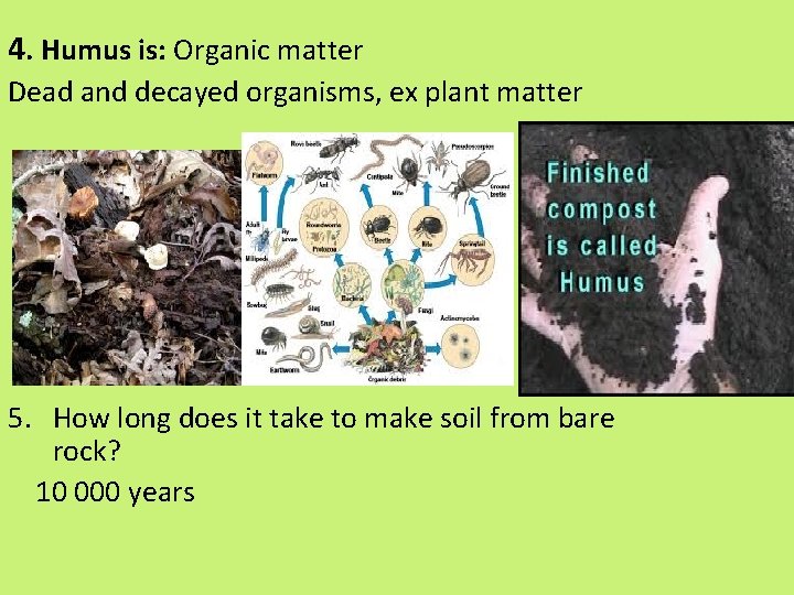 4. Humus is: Organic matter Dead and decayed organisms, ex plant matter 5. How