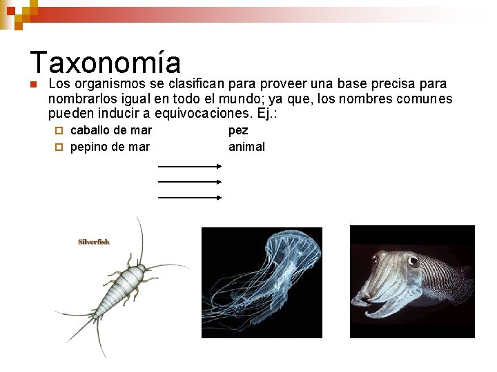 Taxonomía Los organismos se clasifican para proveer una base precisa para n nombrarlos igual