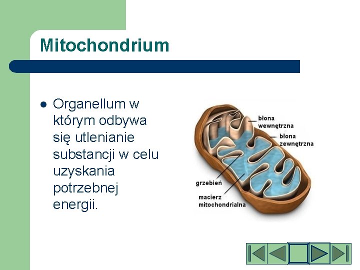 Mitochondrium l Organellum w którym odbywa się utlenianie substancji w celu uzyskania potrzebnej energii.