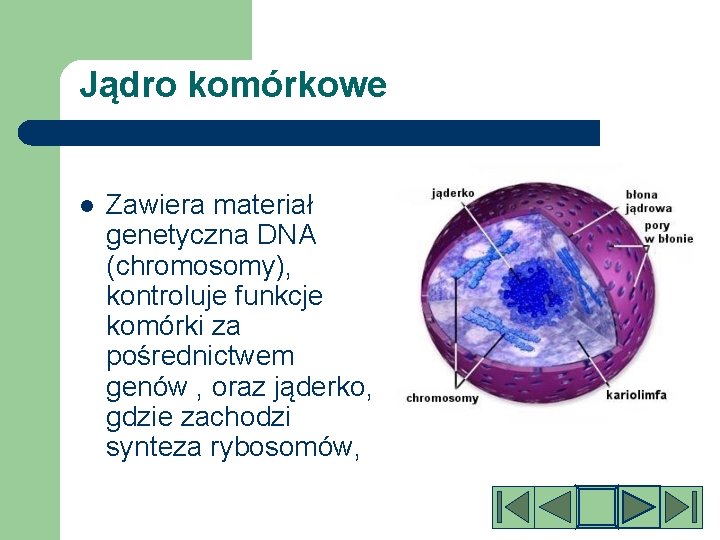 Jądro komórkowe l Zawiera materiał genetyczna DNA (chromosomy), kontroluje funkcje komórki za pośrednictwem genów