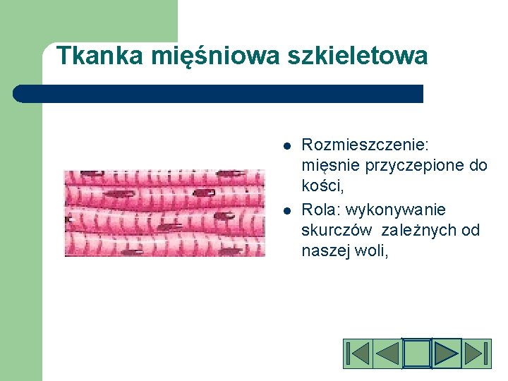 Tkanka mięśniowa szkieletowa l l Rozmieszczenie: mięsnie przyczepione do kości, Rola: wykonywanie skurczów zależnych