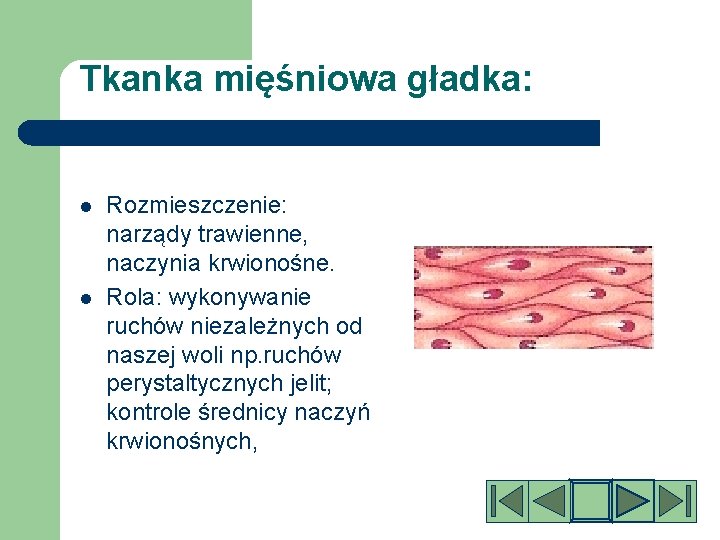 Tkanka mięśniowa gładka: l l Rozmieszczenie: narządy trawienne, naczynia krwionośne. Rola: wykonywanie ruchów niezależnych