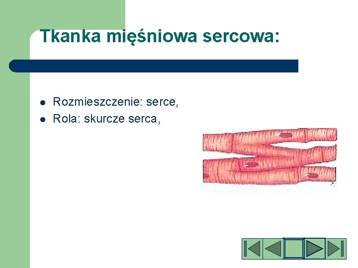 Tkanka mięśniowa sercowa: l l Rozmieszczenie: serce, Rola: skurcze serca, 