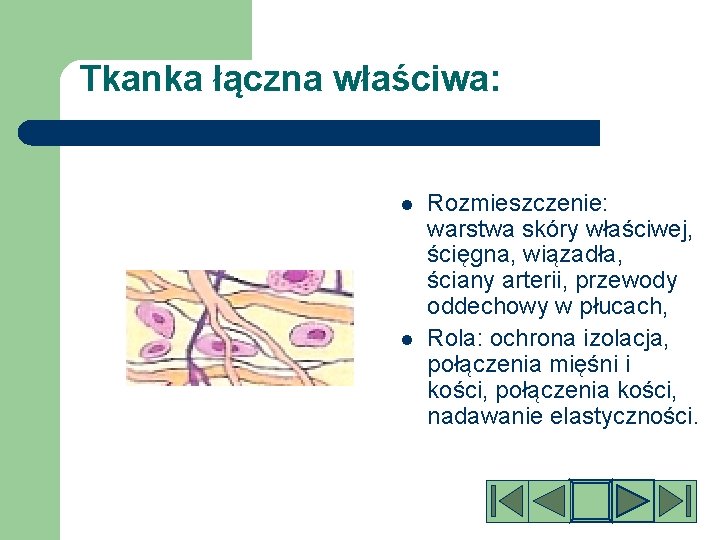 Tkanka łączna właściwa: l l Rozmieszczenie: warstwa skóry właściwej, ścięgna, wiązadła, ściany arterii, przewody