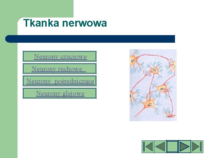 Tkanka nerwowa Neurony czuciowe Neurony ruchowe Neurony pośredniczące Neurony glejowe 