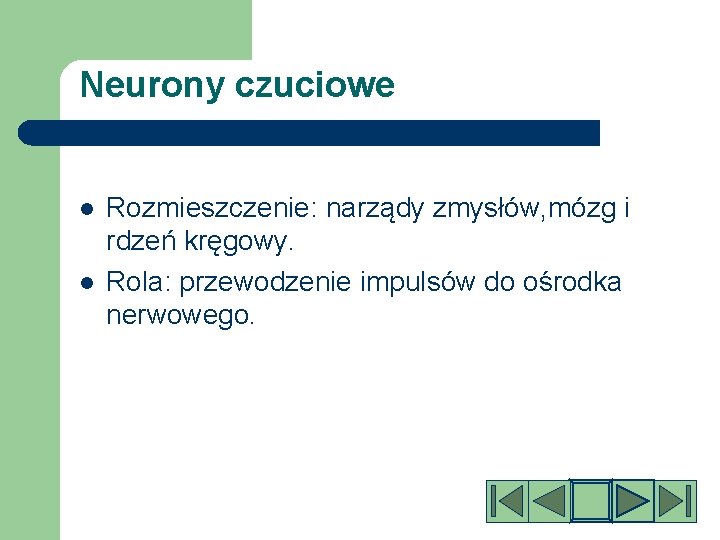 Neurony czuciowe l l Rozmieszczenie: narządy zmysłów, mózg i rdzeń kręgowy. Rola: przewodzenie impulsów