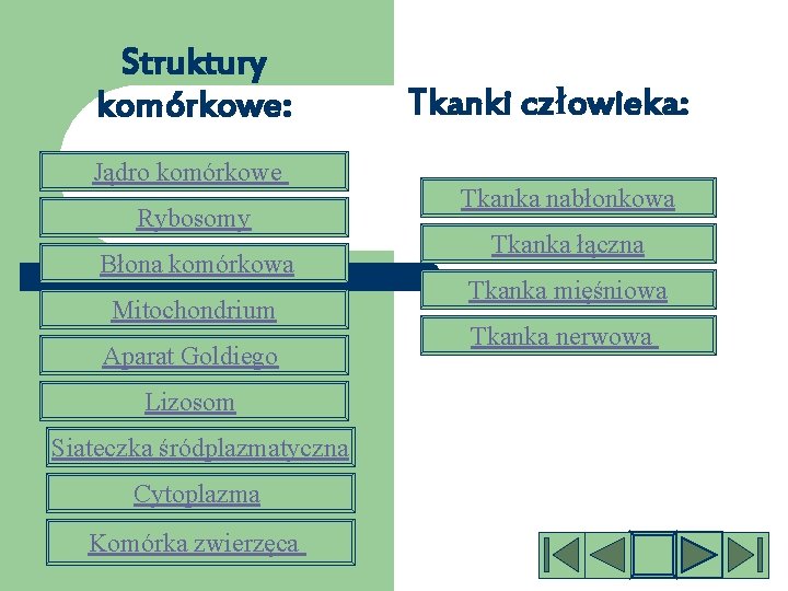 Struktury komórkowe: Jądro komórkowe Rybosomy Błona komórkowa Mitochondrium Aparat Goldiego Lizosom Siateczka śródplazmatyczna Cytoplazma