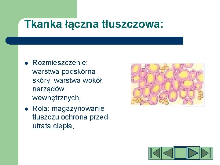 Tkanka łączna tłuszczowa: l l Rozmieszczenie: warstwa podskórna skóry, warstwa wokół narządów wewnętrznych, Rola: