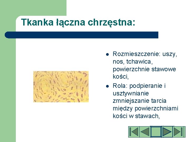 Tkanka łączna chrzęstna: l l Rozmieszczenie: uszy, nos, tchawica, powierzchnie stawowe kości, Rola: podpieranie