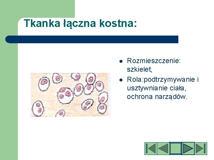 Tkanka łączna kostna: l l Rozmieszczenie: szkielet, Rola: podtrzymywanie i usztywnianie ciała, ochrona narządów.