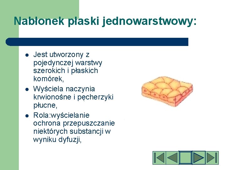 Nabłonek płaski jednowarstwowy: l l l Jest utworzony z pojedynczej warstwy szerokich i płaskich