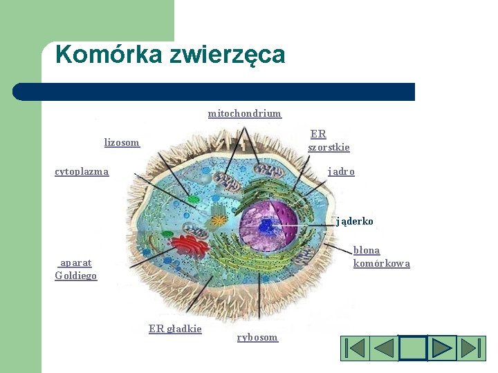 Komórka zwierzęca mitochondrium ER szorstkie lizosom cytoplazma jądro jąderko błona komórkowa aparat Goldiego ER