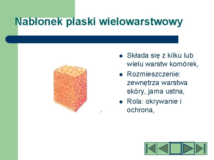 Nabłonek płaski wielowarstwowy l l l Składa się z kilku lub wielu warstw komórek,