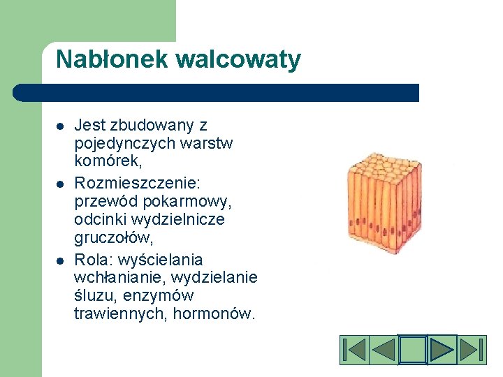 Nabłonek walcowaty l l l Jest zbudowany z pojedynczych warstw komórek, Rozmieszczenie: przewód pokarmowy,