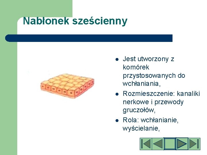 Nabłonek sześcienny l l l Jest utworzony z komórek przystosowanych do wchłaniania, Rozmieszczenie: kanaliki