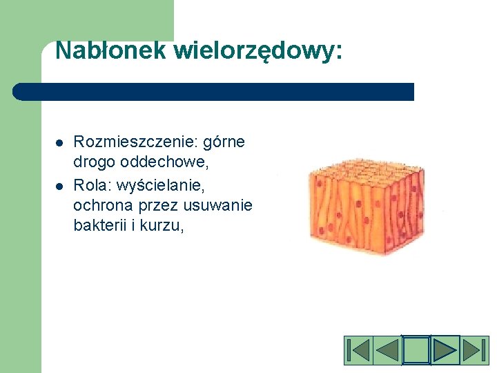 Nabłonek wielorzędowy: l l Rozmieszczenie: górne drogo oddechowe, Rola: wyścielanie, ochrona przez usuwanie bakterii