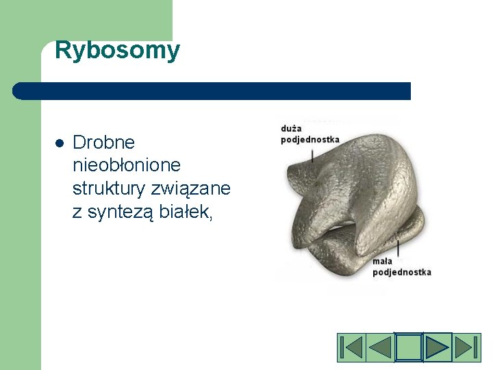 Rybosomy l Drobne nieobłonione struktury związane z syntezą białek, 