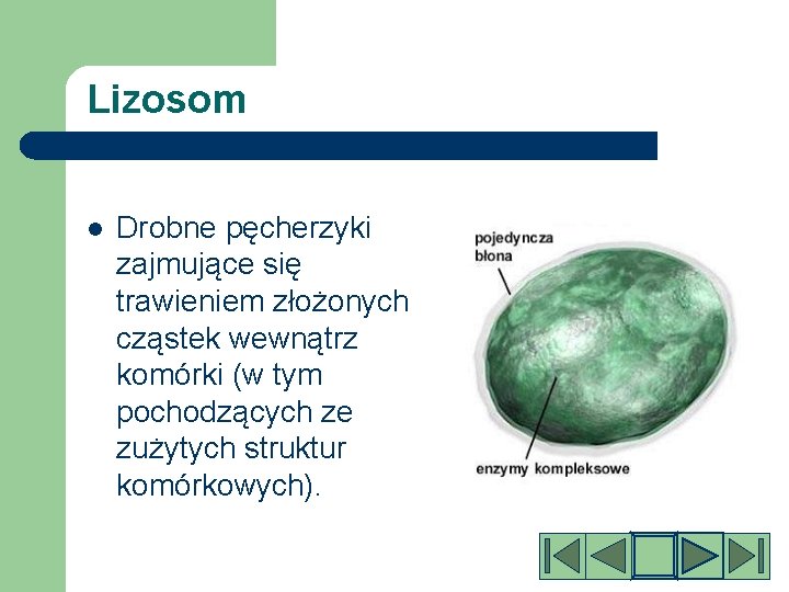 Lizosom l Drobne pęcherzyki zajmujące się trawieniem złożonych cząstek wewnątrz komórki (w tym pochodzących