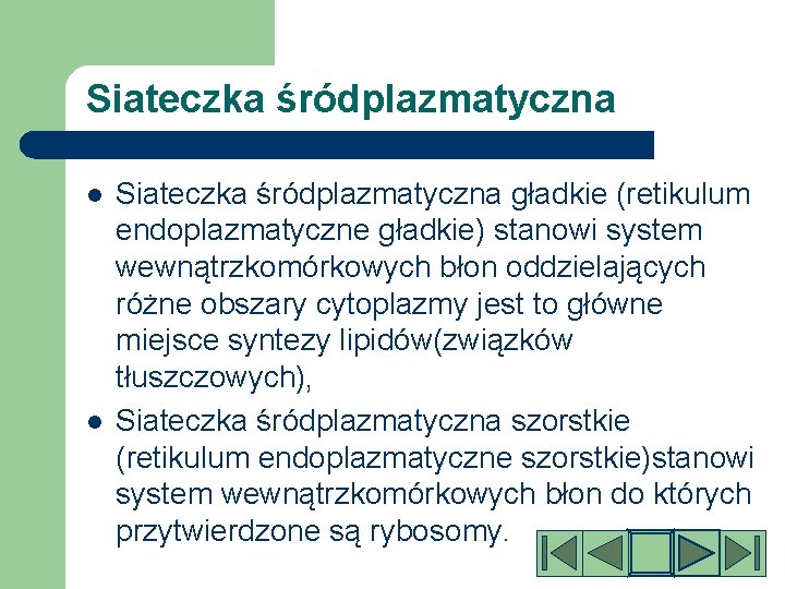 Siateczka śródplazmatyczna l l Siateczka śródplazmatyczna gładkie (retikulum endoplazmatyczne gładkie) stanowi system wewnątrzkomórkowych błon