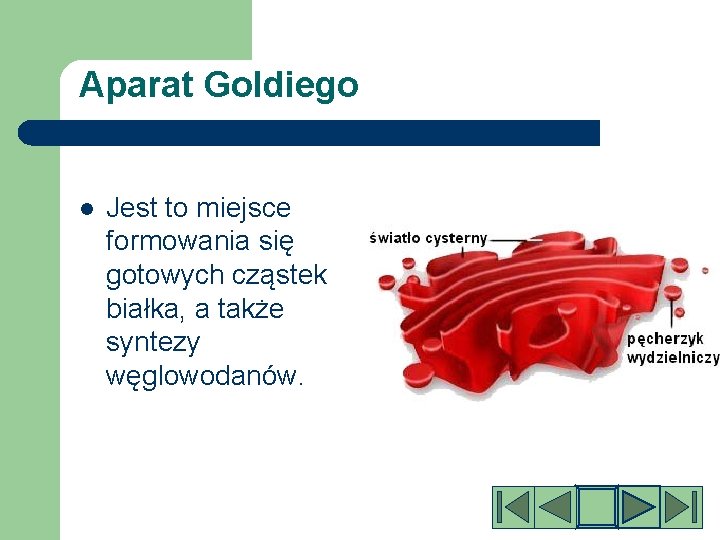 Aparat Goldiego l Jest to miejsce formowania się gotowych cząstek białka, a także syntezy