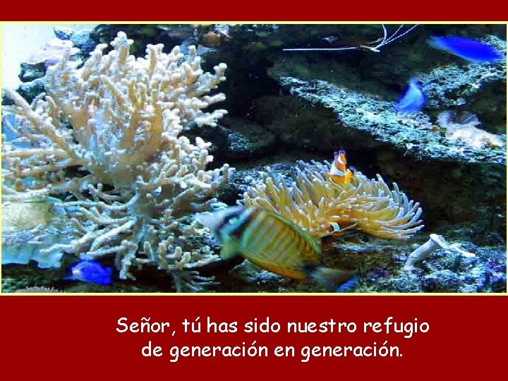 Señor, tú has sido nuestro refugio de generación en generación. 