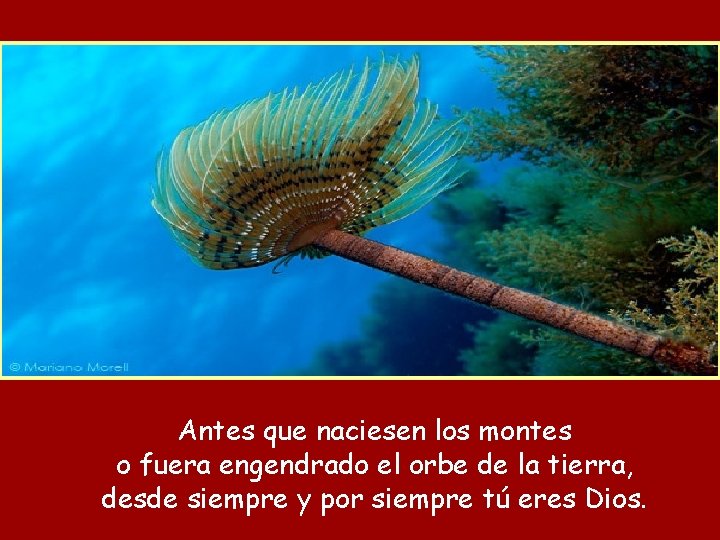 Antes que naciesen los montes o fuera engendrado el orbe de la tierra, desde