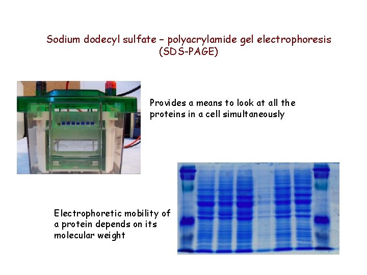 Sodium dodecyl sulfate – polyacrylamide gel electrophoresis (SDS-PAGE) Provides a means to look at