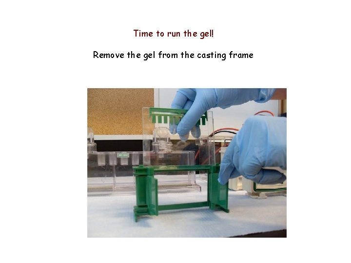 Time to run the gel! Remove the gel from the casting frame 