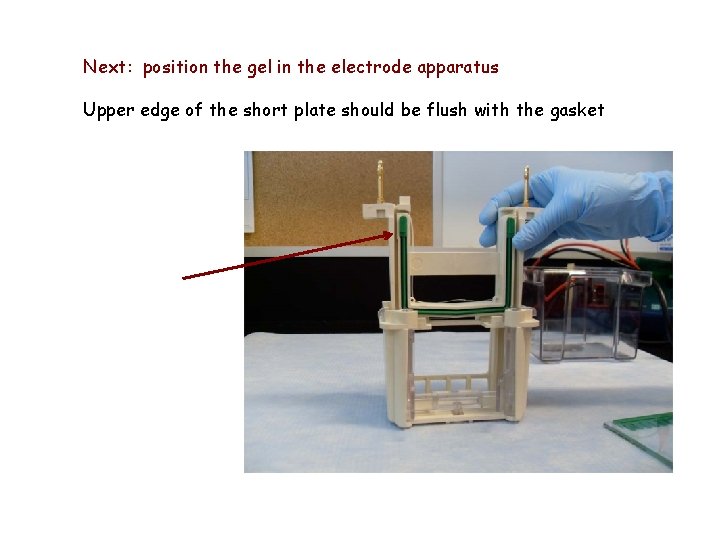 Next: position the gel in the electrode apparatus Upper edge of the short plate
