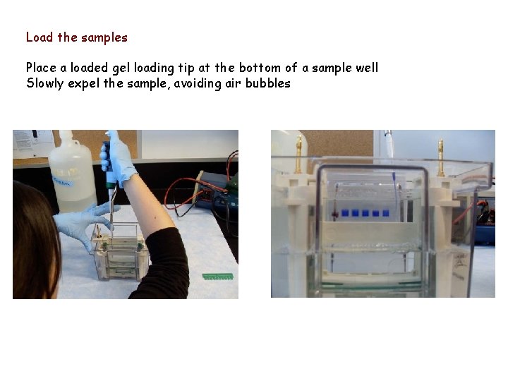 Load the samples Place a loaded gel loading tip at the bottom of a