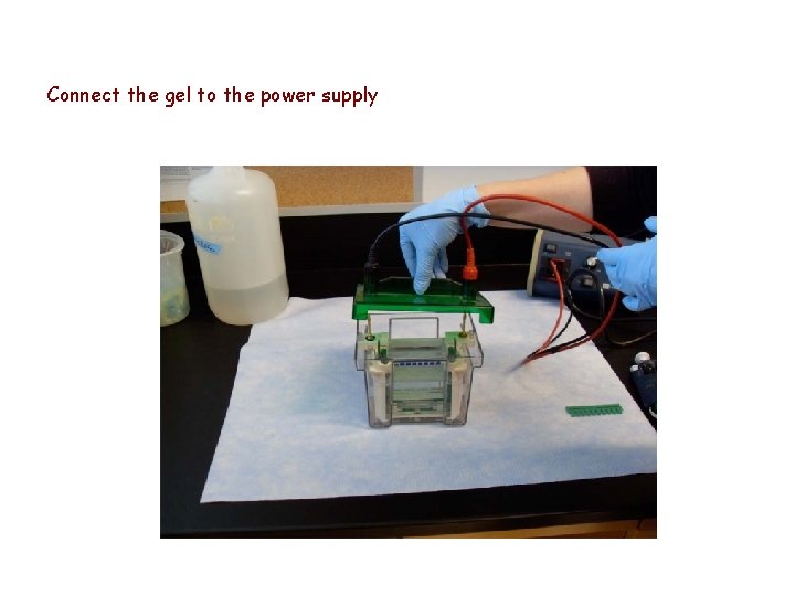 Connect the gel to the power supply 