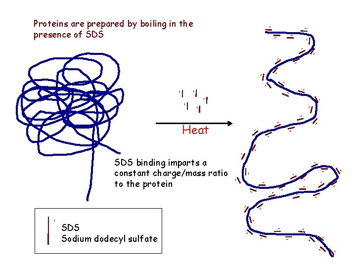 - - Proteins are prepared by boiling in the presence of SDS - -
