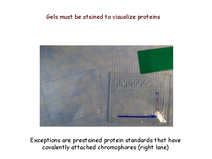 Gels must be stained to visualize proteins Exceptions are prestained protein standards that have