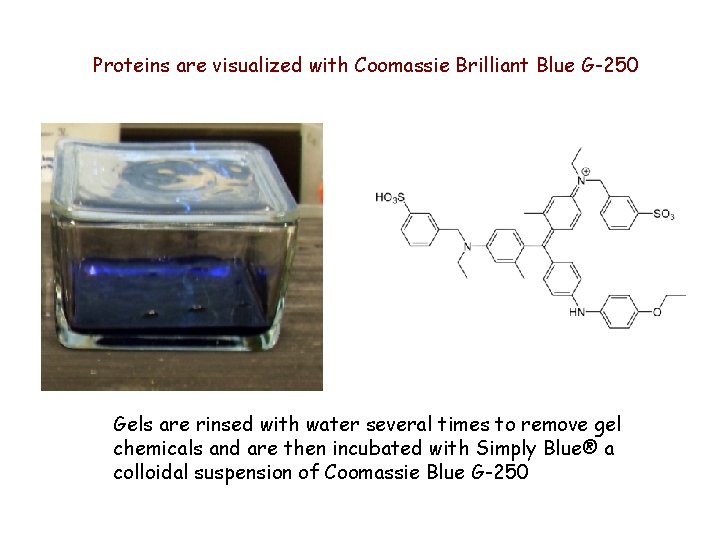Proteins are visualized with Coomassie Brilliant Blue G-250 Gels are rinsed with water several