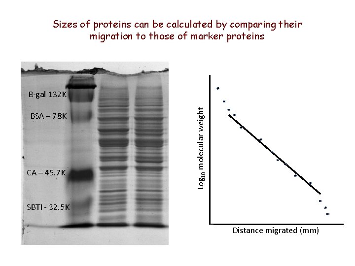 Sizes of proteins can be calculated by comparing their migration to those of marker