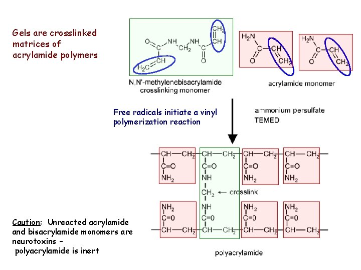 Gels are crosslinked matrices of acrylamide polymers Free radicals initiate a vinyl polymerization reaction