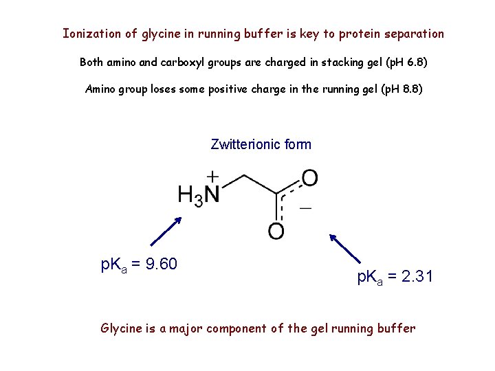 Ionization of glycine in running buffer is key to protein separation Both amino and