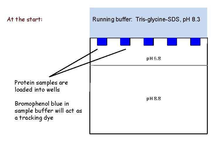 At the start: Running buffer: Tris-glycine-SDS, p. H 8. 3 p. H 6. 8