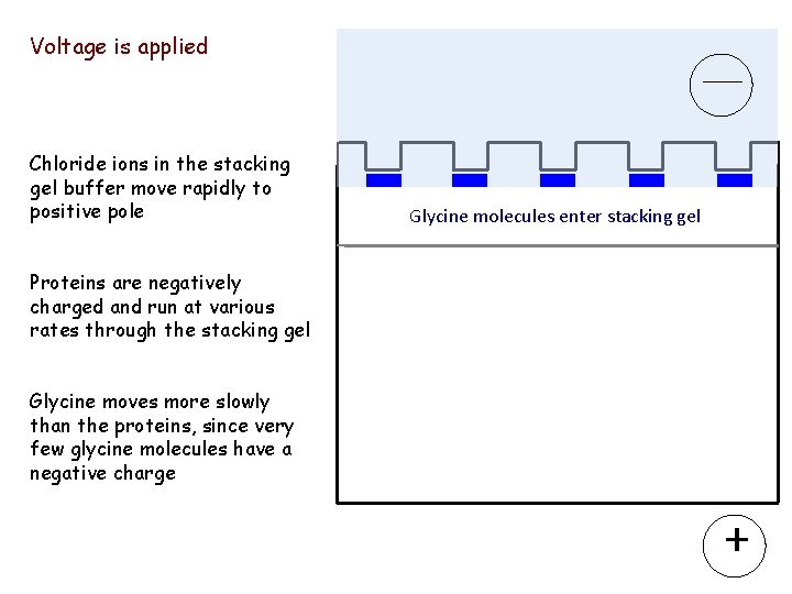 Voltage is applied ____ Chloride ions in the stacking gel buffer move rapidly to