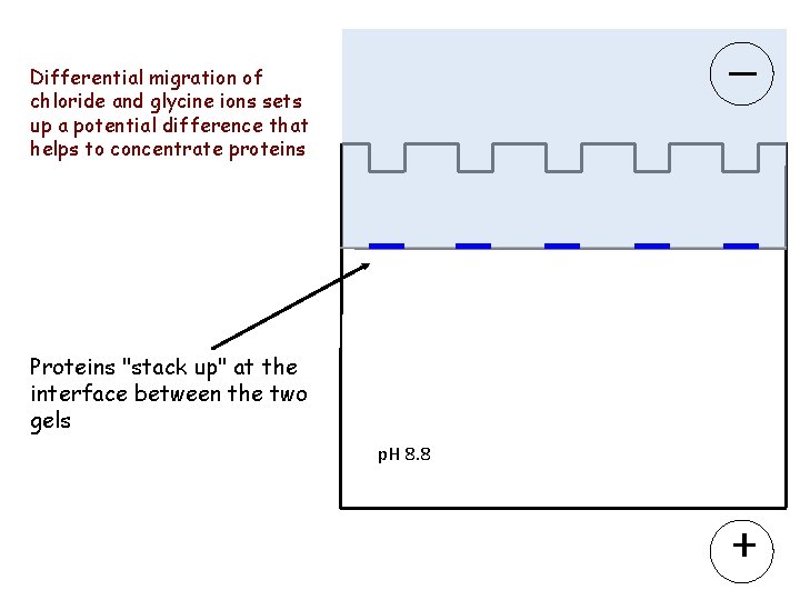 Differential migration of chloride and glycine ions sets up a potential difference that helps