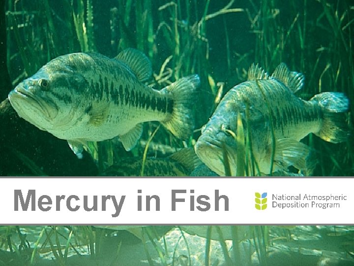 Mercury in Fish 