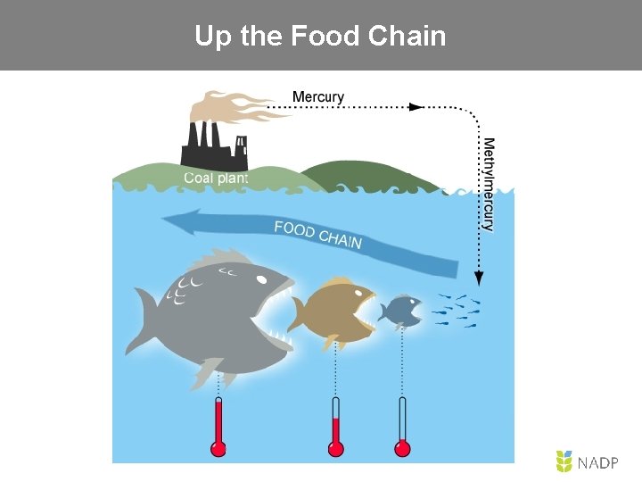 Up the Food Chain 